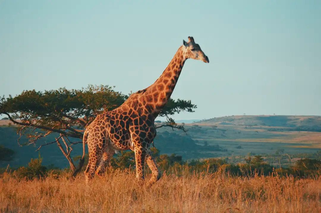 Giraffe walking in African savannah landscape.